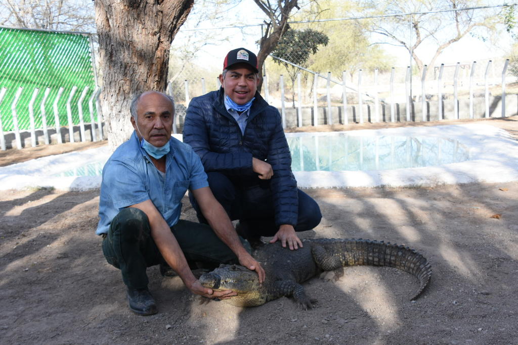 Quien fuera propietario de este reptil, Ángel Alberto Dávila Paulín, indicó que le gustó el parque de Monclova, al que consideró mejor que el “Bioparque” de Monterrey como hogar para su mascota.(EL SIGLO COAHUILA)