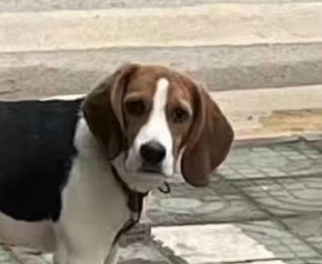 Un Beagle de siete meses de edad identificado como Tutu, se volvió viral en redes sociales por su adorable reacción al ver a su amo aplastar su plato de comida por accidente. (Especial) 