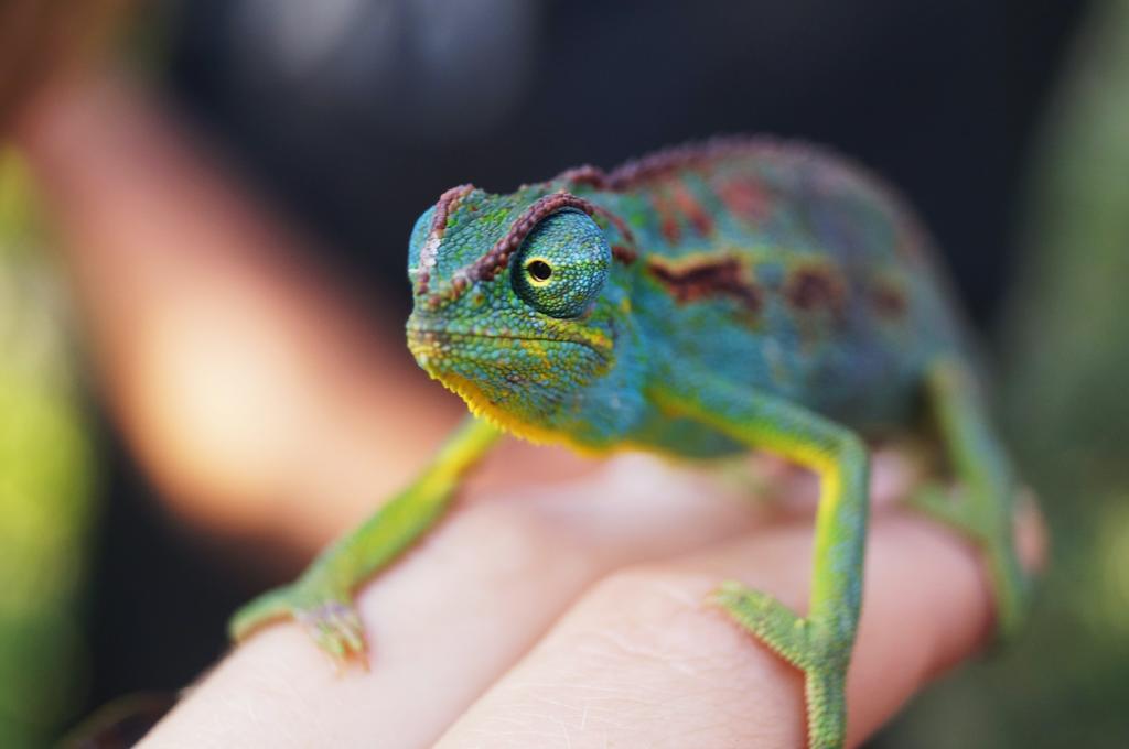 Maravilla telar civilización Se puede tener un camaleón de mascota? | El Siglo de Torreón