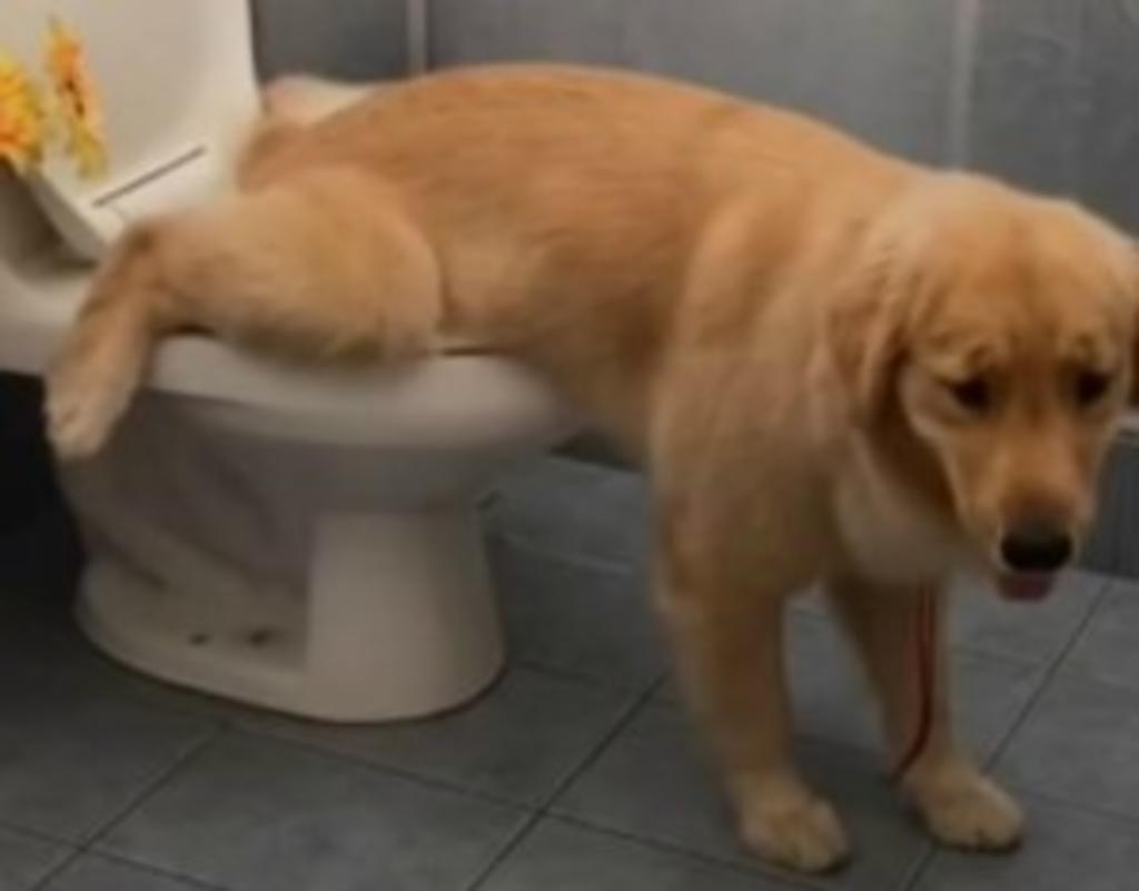 En TikTok, el cómico video de un perrito Golden Retriever usando el retrete para 'hacer del baño' cautivó a miles de usuarios de todo el mundo. (Especial) 