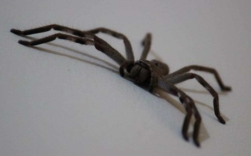 La araña fue nombrada 'Charlotte' (AGENCIA)