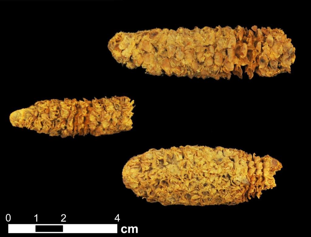 El análisis del ADN de tres mazorcas de Honduras que datan de hace 2,000 años indica que, aunque su cultivo para uso doméstico se inició en México hace unos nueve milenios, el proceso se trasladó a América Central y del Sur, donde se completó la selección genética del grano. (ARCHIVO) 