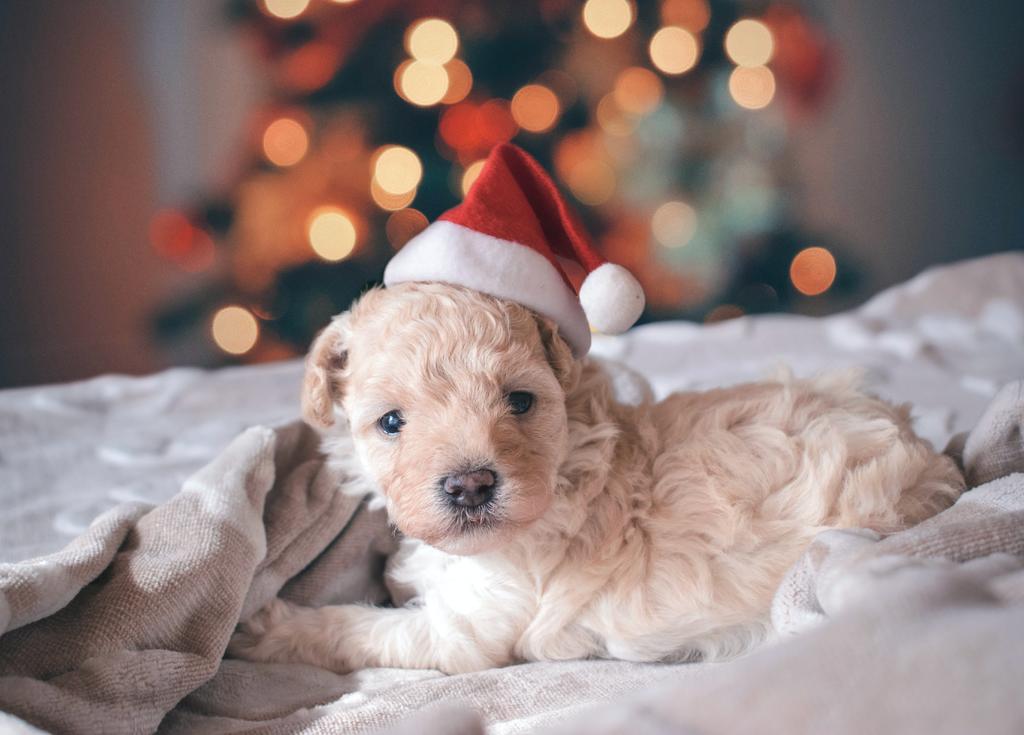 Luego de pasar meses en cuarentena, es hora de recompensar a tu mascota con el regalo navideño perfecto. (ARCHIVO)