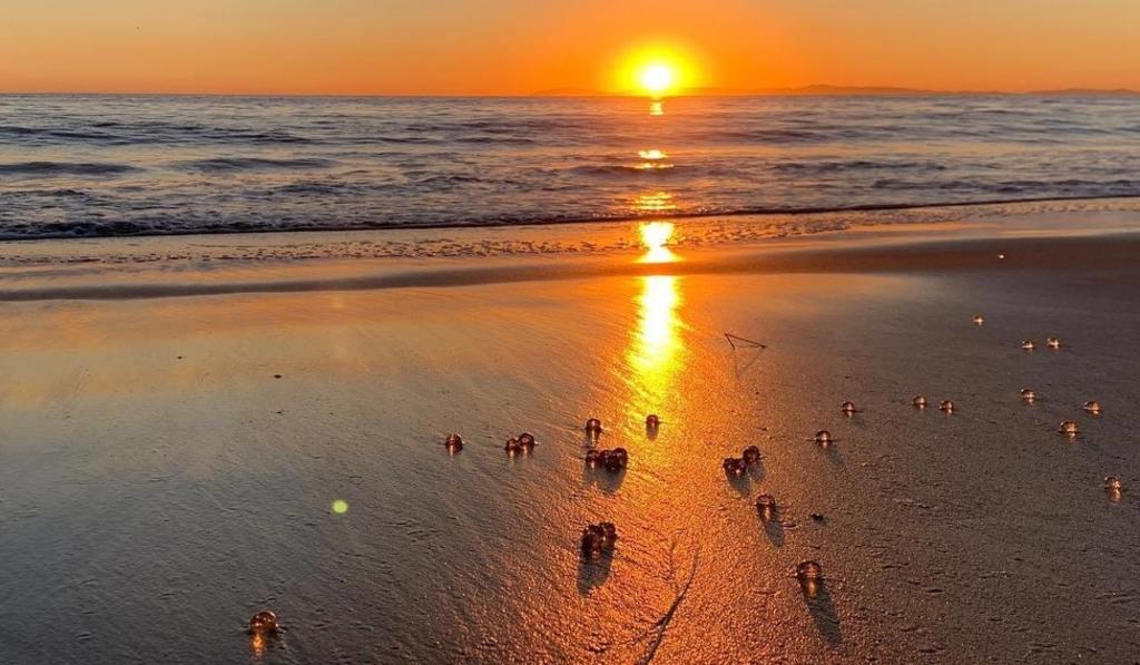 Habitantes y visitantes de las playas de California, en el Condado de Orange, se vieron sorprendidos ante la presencia de las pequeñas pelotitas transparentes (CAPTURA) 