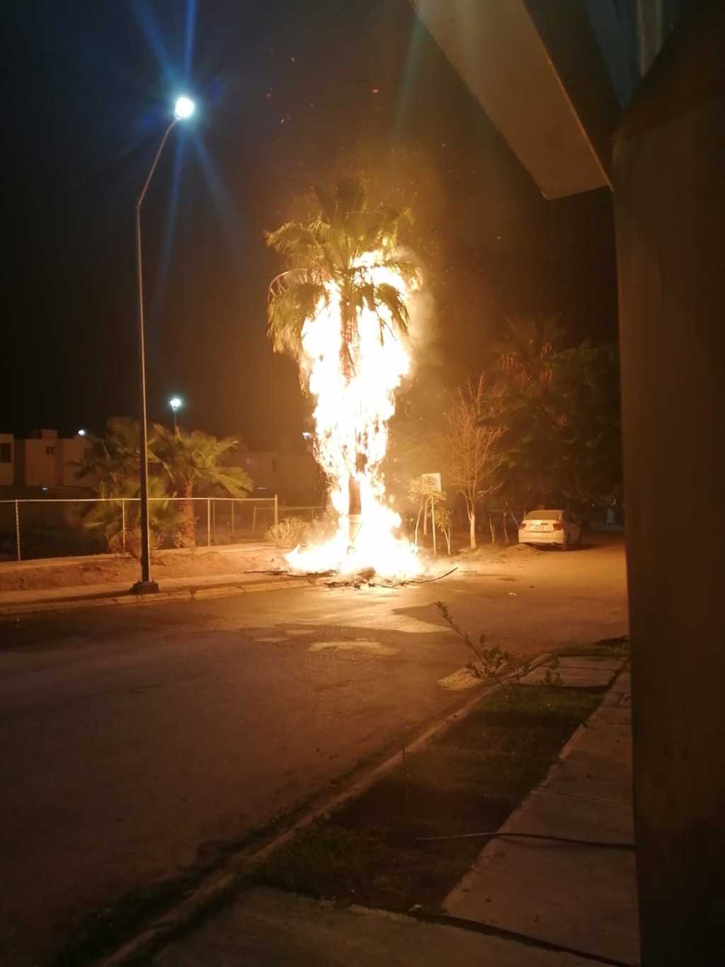 Una palma se incendió en la colonia Quintas Los Nogales luego de que personas en estado de ebriedad quemaron pirotecnia. (CORTESÍA)