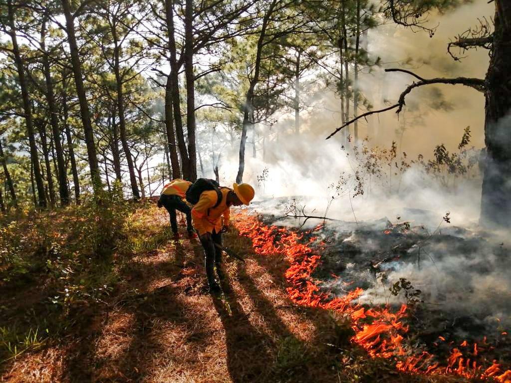 Desde hace 48 horas, el fuego consume parte de la zona norte de la selva de Los Chimalapas, alertó el presidente municipal de San Miguel Chimalapa, Francisco Sánchez Gutiérrez. (ESPECIAL)