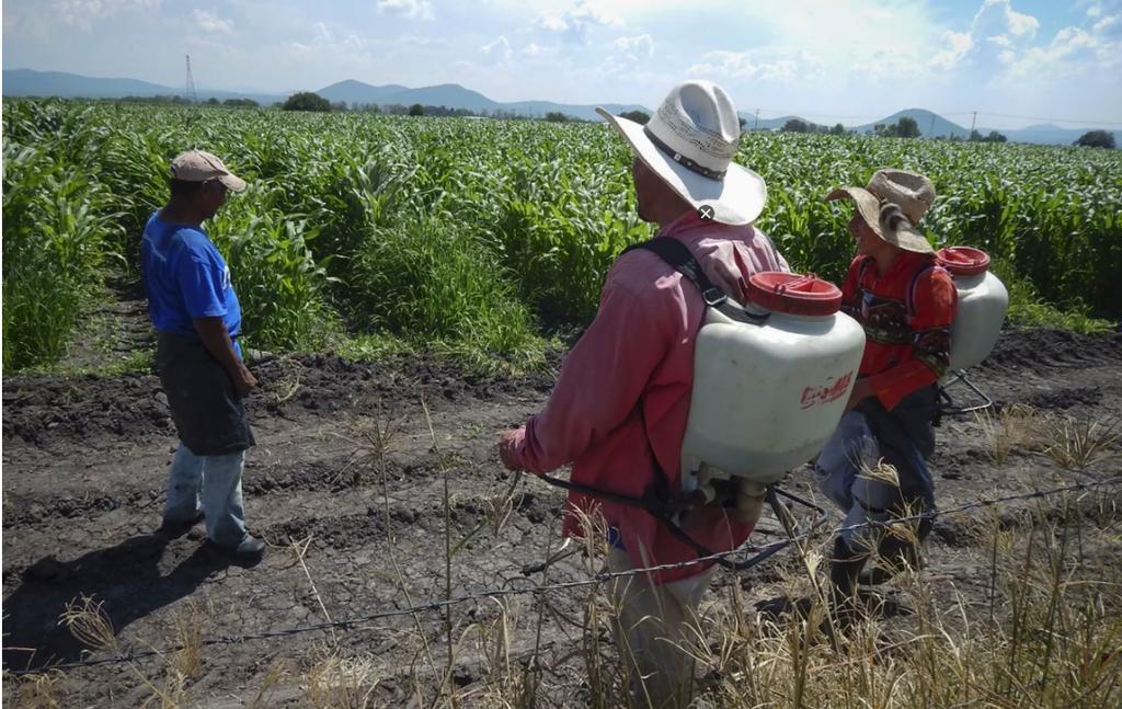 A pesar de la petición del Consejo Nacional Agropecuario entre otras organizaciones para que se permita la importación de glifosato, el gobierno federal emitió un decreto para sustituir gradualmente ese agroquímico, por lo que anualmente se fijará el monto máximo que podrá importarse. (ARCHIVO) 