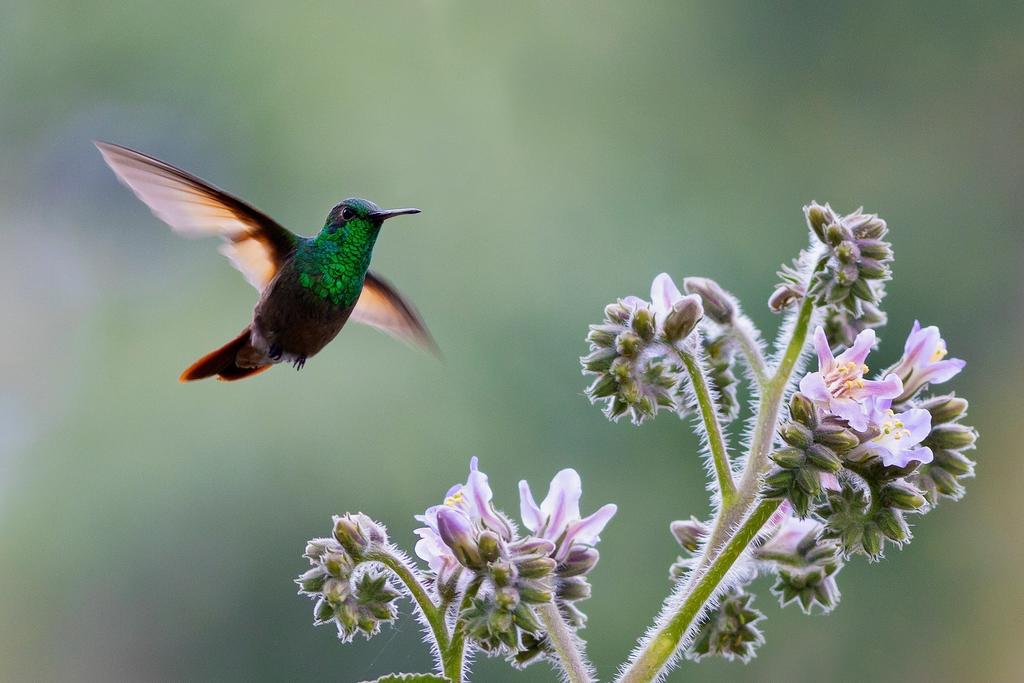 La capital mexicana, una urbe con cerca de 9 millones de habitantes, alberga también 32 especies endémicas de animales, un patrimonio que el proyecto divulgativo 'Fauna de la Ciudad de México' pretende ayudar a conservar. (ARCHIVO) 
