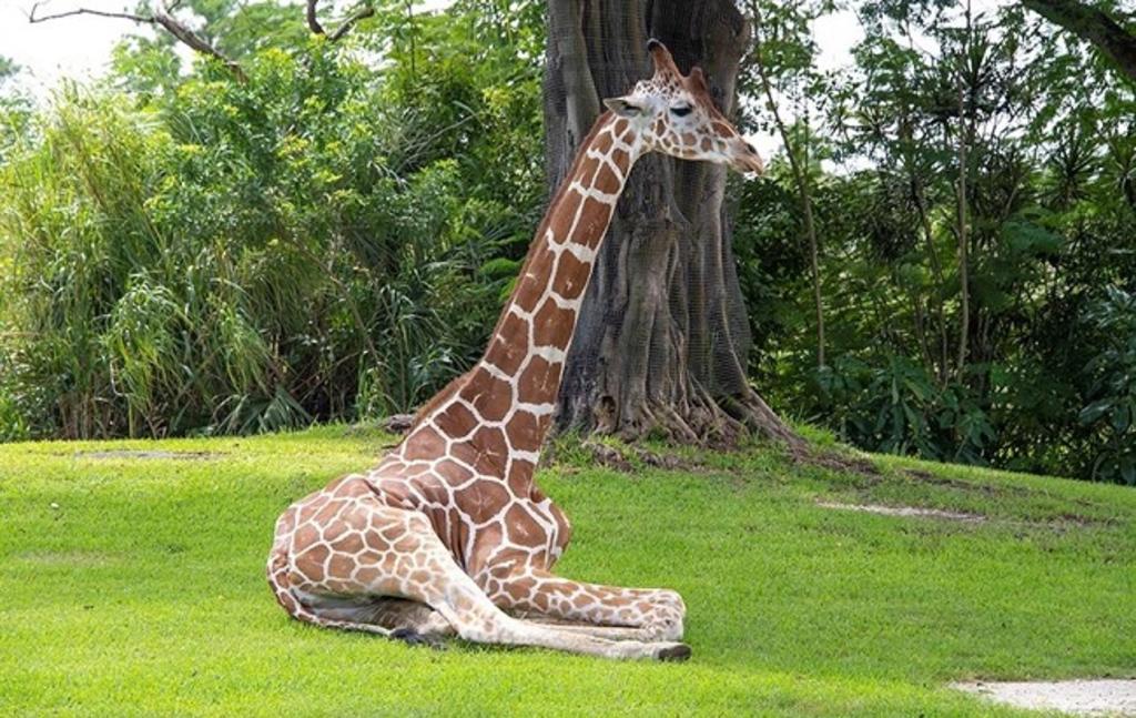 'Pongo', una jirafa macho que por ser la más alta de la manada figuraba entre las principales atracciones del Zoológico de Miami (EUA), recibió la eutanasia este lunes tras fracturarse dos patas y agravarse luego la herida, informó el Zoológico de Miami. (Especial) 