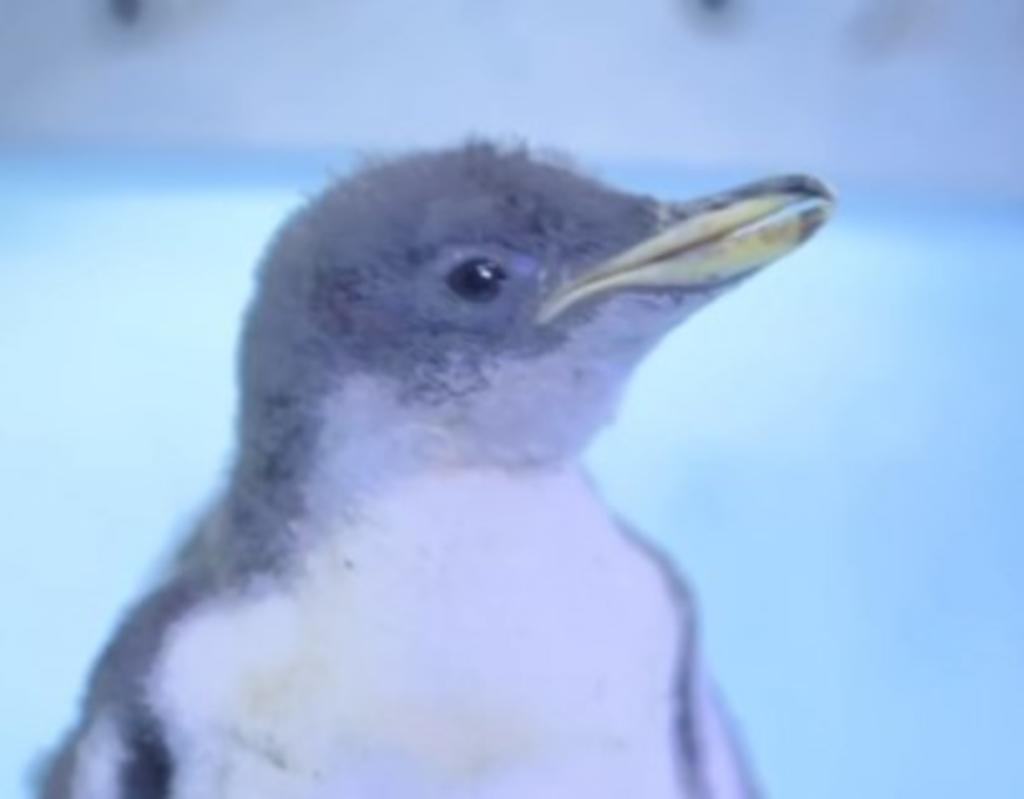 El pasado miércoles, el Acuario Inbursa ubicado en la alcaldía Miguel Hidalgo de la Ciudad de México, anunció que recibió a su primer pingüino nacido en el recinto. (Especial) 