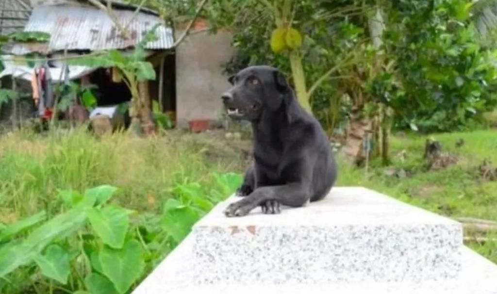 El animal permanece en la tumba del menor que se ubica en el patio trasero del hogar de la familia dueña del can (ESPECIAL)