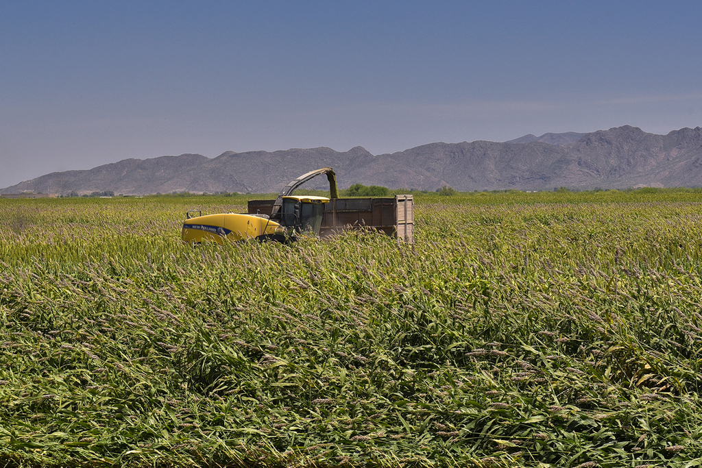 El cultivo rector en la región es el de sorgo y maíz forrajero.