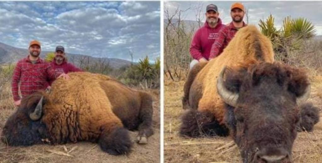 Luego de que se difundieran en la red las imágenes de hombres posando sobre el cuerpo de un bisonte supuestamente en el estado de Coahuila, el gobierno estatal se pronunció al respecto. (Especial) 