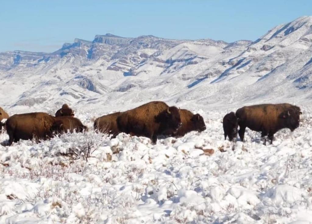 El pasado seis de enero se publicaron fotos de una manada de bisontes americanos (bisonte bisonte) en la zona protegida de Maderas del Carmen. (CEMEX) 