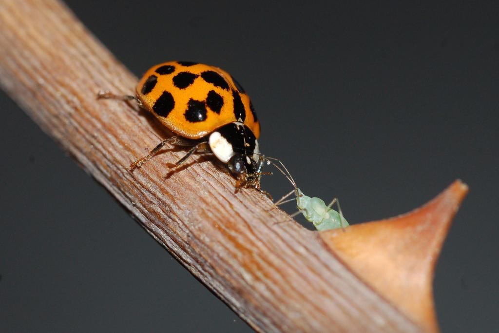 El reino de los insectos, una fauna vital para el mundo, está sufriendo “una disminución gradual en su población”, advirtieron expertos en diversos estudios. (ARCHIVO) 