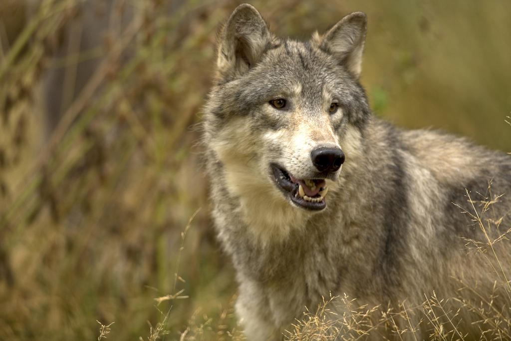 El lobo gigante (Canis dirus) y las especies de lobo actuales compartieron un antepasado por última vez hace 5.7 millones de años, dice un estudio publicado en 'Nature', que concluye que el primero se originó en las Américas y seguramente se extinguió porque vivía aislado. (ESPECIAL)