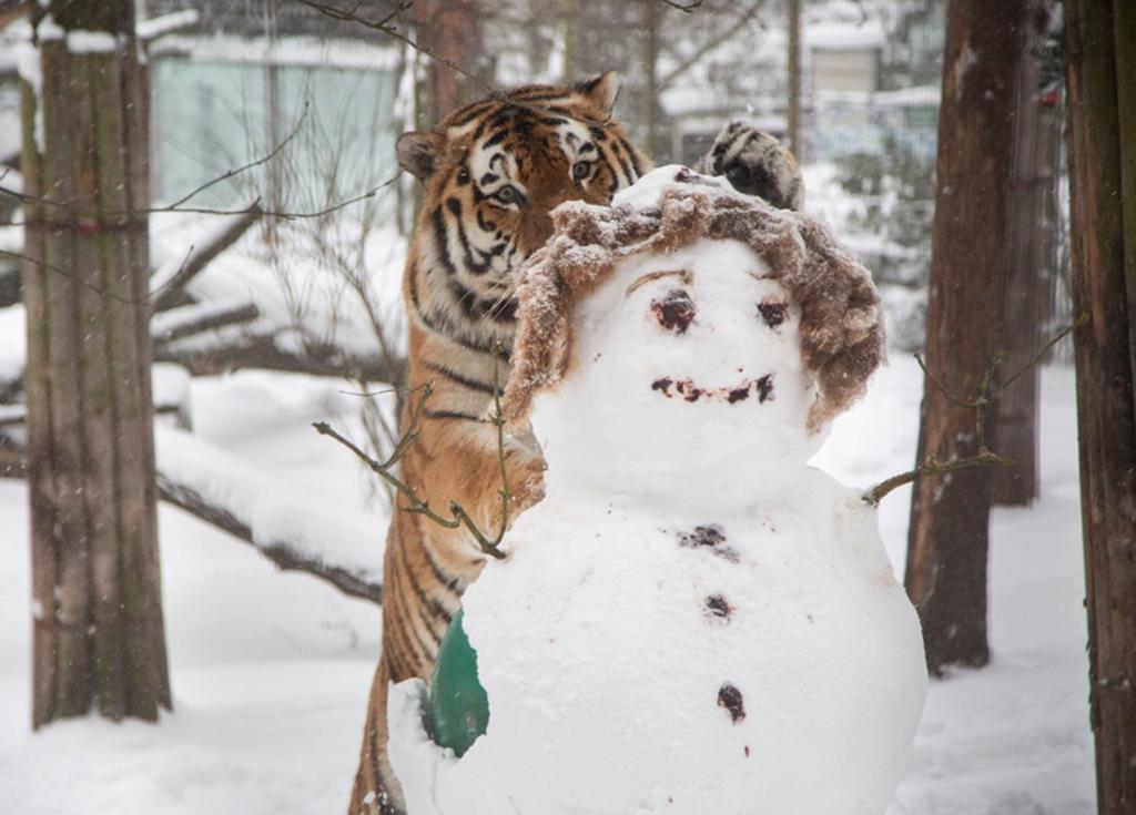 “Advertencia, el video podría sorprender a los muñecos de nieve más sensibles”, bromea el zoológico. (INTERNET)