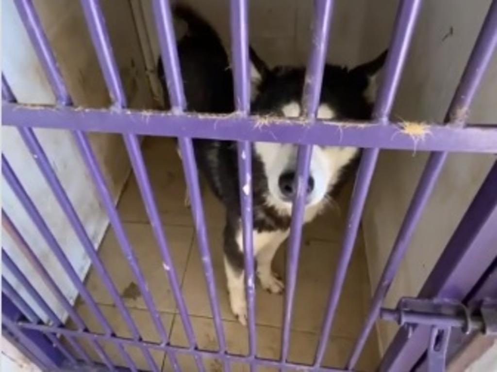 El activista Arturo Islas compartió un video que expone el maltrato y las pésimas condiciones de vida a la que los animales son sometidos en el centro en Nuevo León (CAPTURA) 