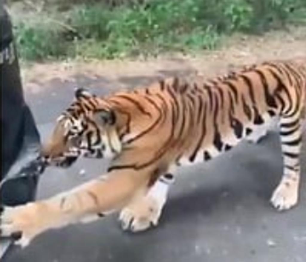 Los turistas parecieron estar fascinados por el encuentro con el tigre (CAPTURA)
