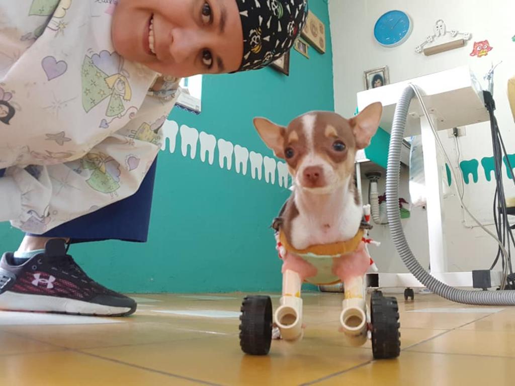 En medio de un año con múltiples noticias negativas, en redes sociales usuarios mexicanos compartieron la historia de Poli, una pequeña Chihuahua mini que nació sin patitas frontales y encontró el apoyo en una familia. (Facebook) 