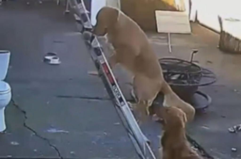 El dueño tuvo que cargar a su perro para bajarlo del techo (CAPTURA)