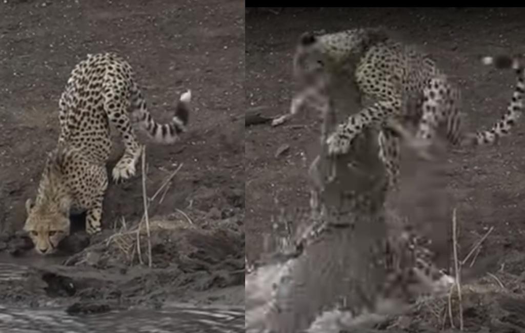 Mientras tomaba agua, el cachorro de guepardo fue sorprendido por un cocodrilo (CAPTURA) 