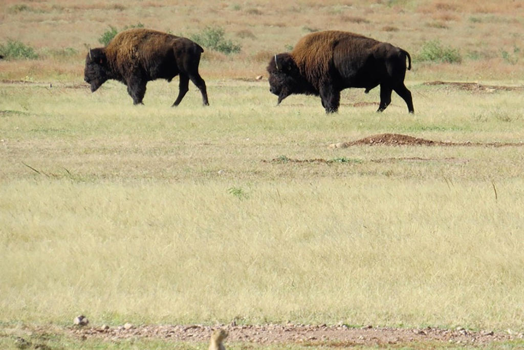 El bisonte americano (Bison bison), también conocido como búfalo, es el mamífero terrestre más grande del continente americano y desde hace poco más de una década, mediante un programa de conservación, está recuperando sus dominios en el norte de México. (EFE)