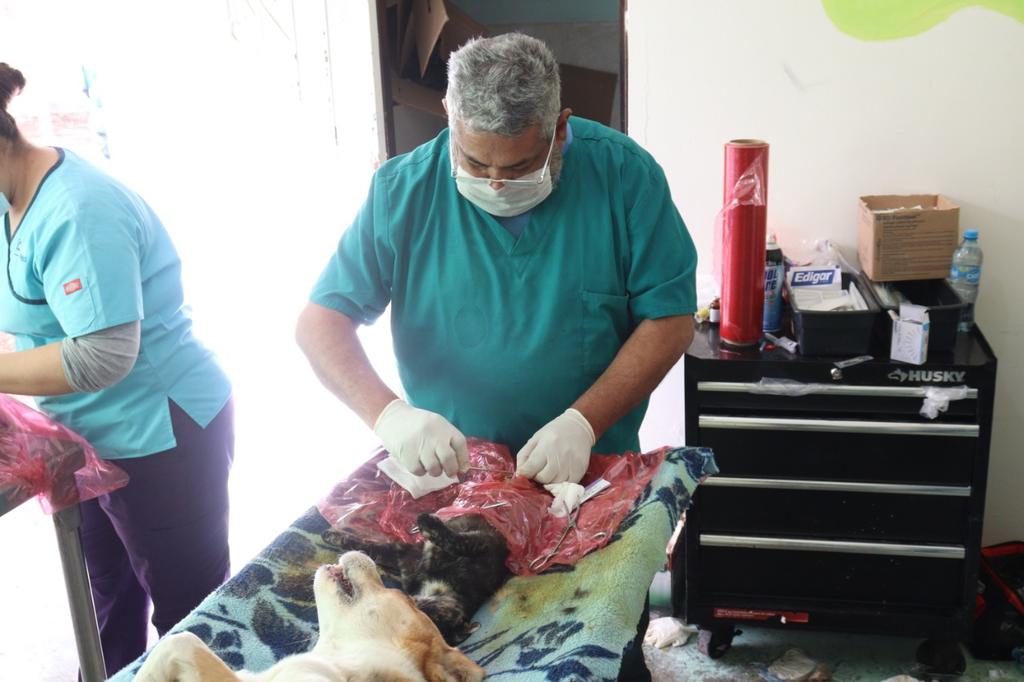 Con una buena participación se llevó a cabo la primera Campaña de Esterilización Canina y Felina del año 2021, en el municipio de San Pedro donde se atendieron a 42 mascotas, siguiendo las recomendaciones sanitarias. (EL SIGLO DE TORREÓN)