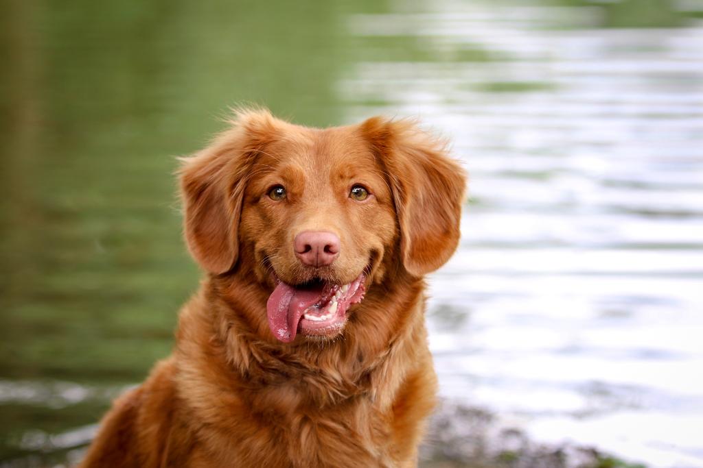 Los dientes de tu perro deben recibir la misma atención que la aplicación de vacunas y chequeos rutinarios. (ARCHIVO)