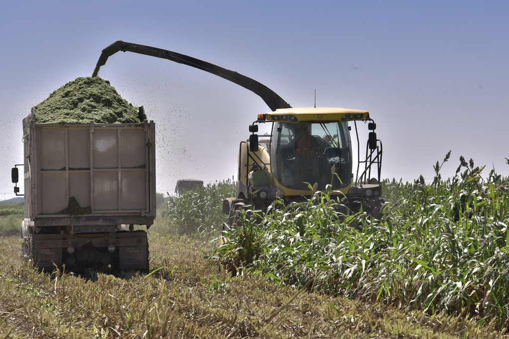 En 2020 la producción de maíz alcanzó niveles cercanos a los 28.3 millones de toneladas, que es 3.9 % superior a lo reportado el 2019. (ARCHIVO) 