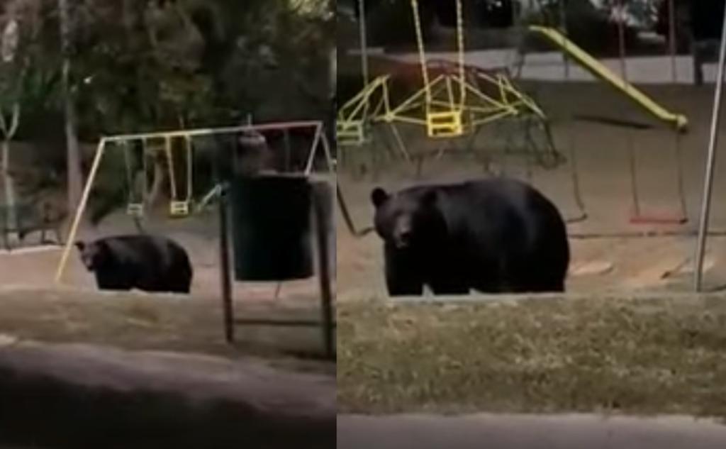 A través de redes sociales se difundió el video en el que se aprecia al oso cerca de los juegos infantiles del parque (CAPTURA)  