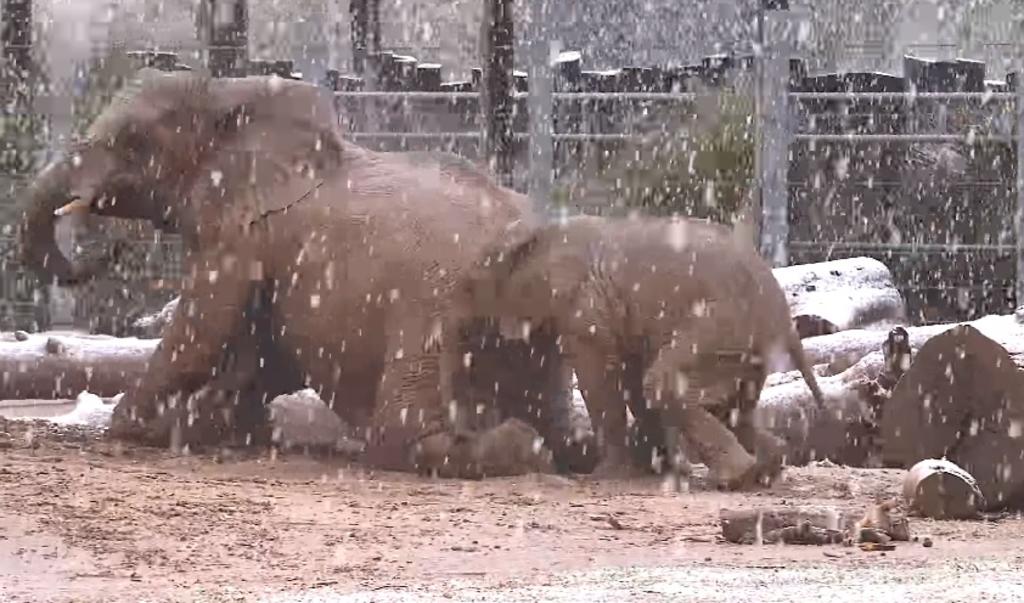 El zoológico de Tucson compartió imágenes de los elefantes en la nieve (CAPTURA)   