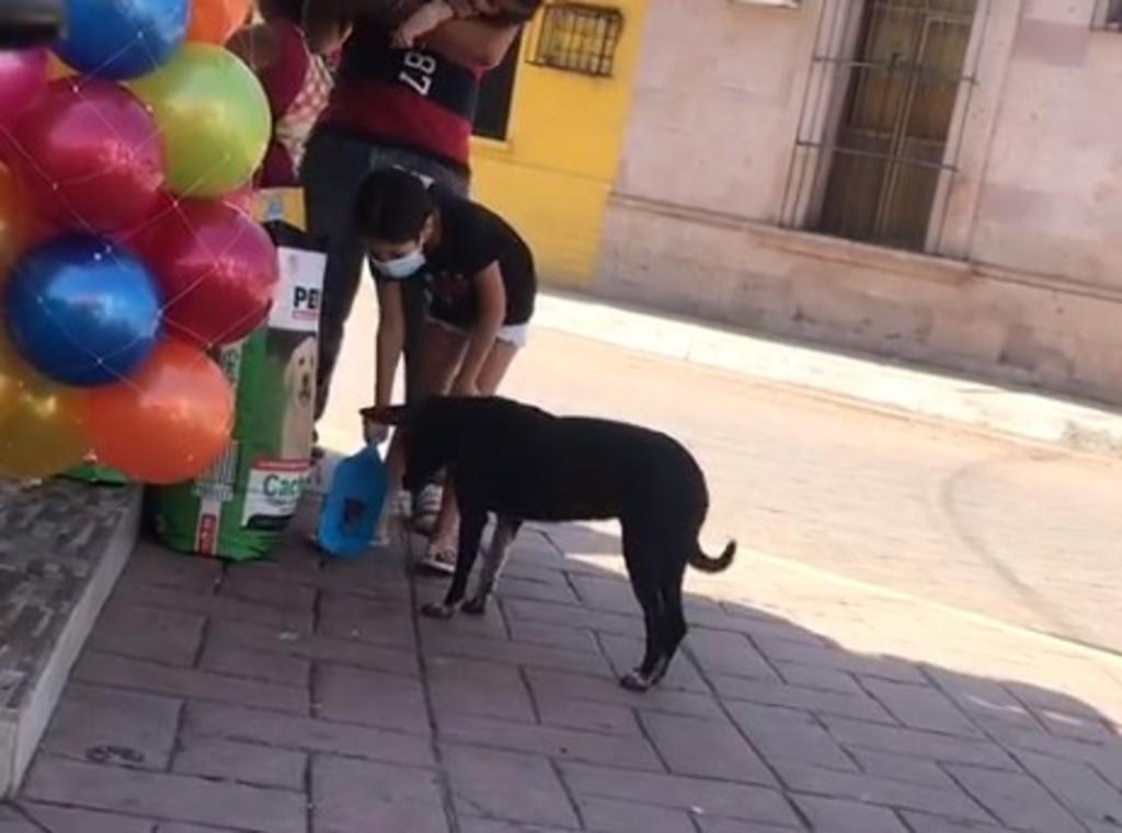 Por medio de TikTok se compartió el adorable video de una niña actuando discretamente para poder alimentar a un perrito de la calle con croquetas de costal de una tienda. (Especial)