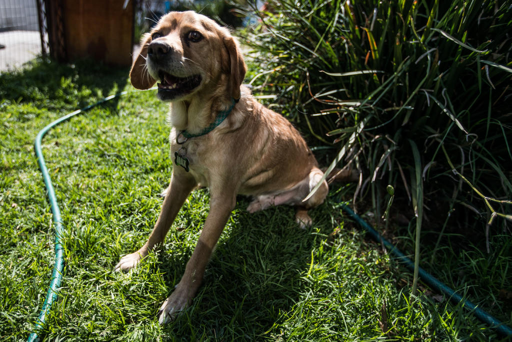 Un can en Tennessee no vivirá una vida de perro tras el fallecimiento de su propietario. (ARCHIVO)