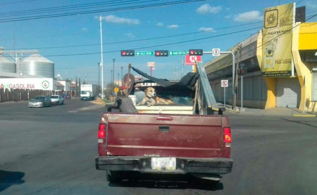 Este fin de semana en Gómez Palacio, una joven captó en las calles a una camioneta de caja circulando con un perrito en la parte trasera. (Especial) 