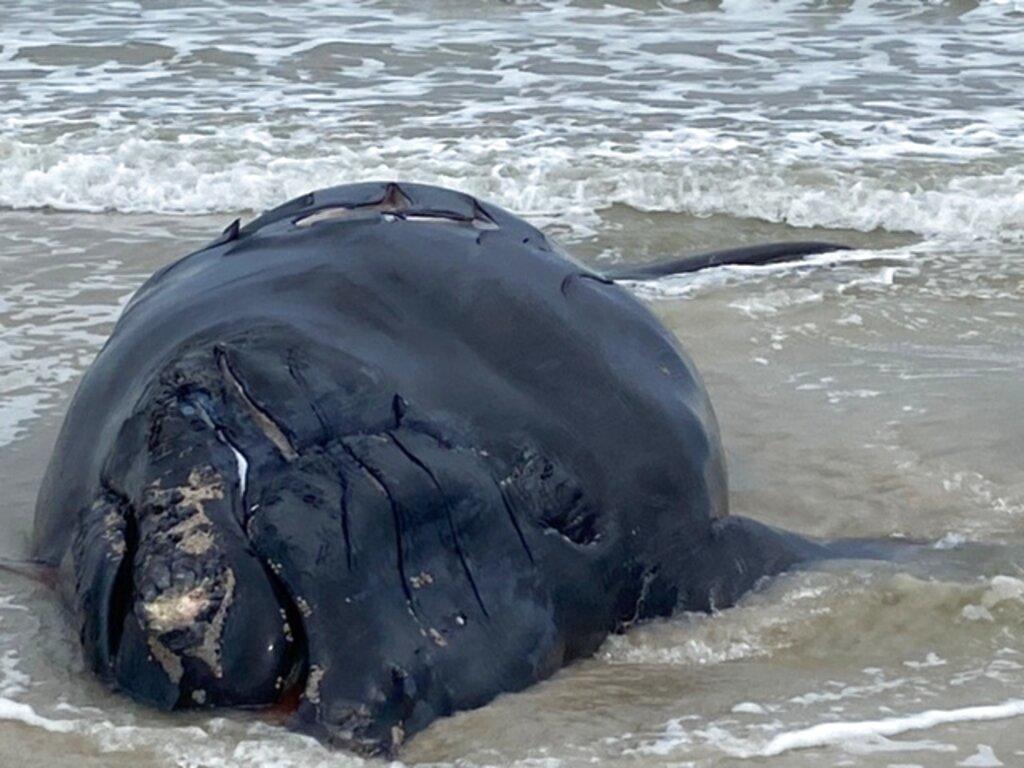 Esta fotografía facilitada por el Parque Estatal Anastasia muestra el cadáver de una cría de ballena franca en una costa cerca de St. Augustine (San Agustín), en Florida, el sábado 13 de febrero de 2021. La cría presentaba heridas de propela en la cabeza y el lomo, según autoridades. (Parque Estatal Anastasia vía AP) 