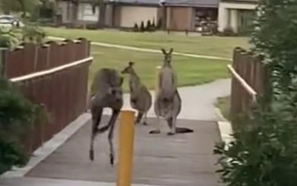 La pareja decidió alejarse por el bienestar de sus mascotas (CAPTURA)