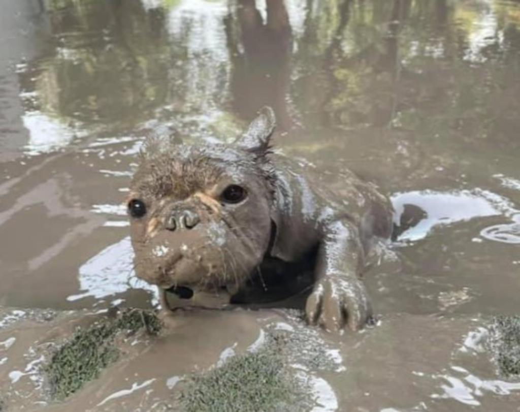 El pasado martes por la tarde en Twitter se compartieron las adorables fotografías de un Pug disfrutando de un baño de lodo. (Twitter) 