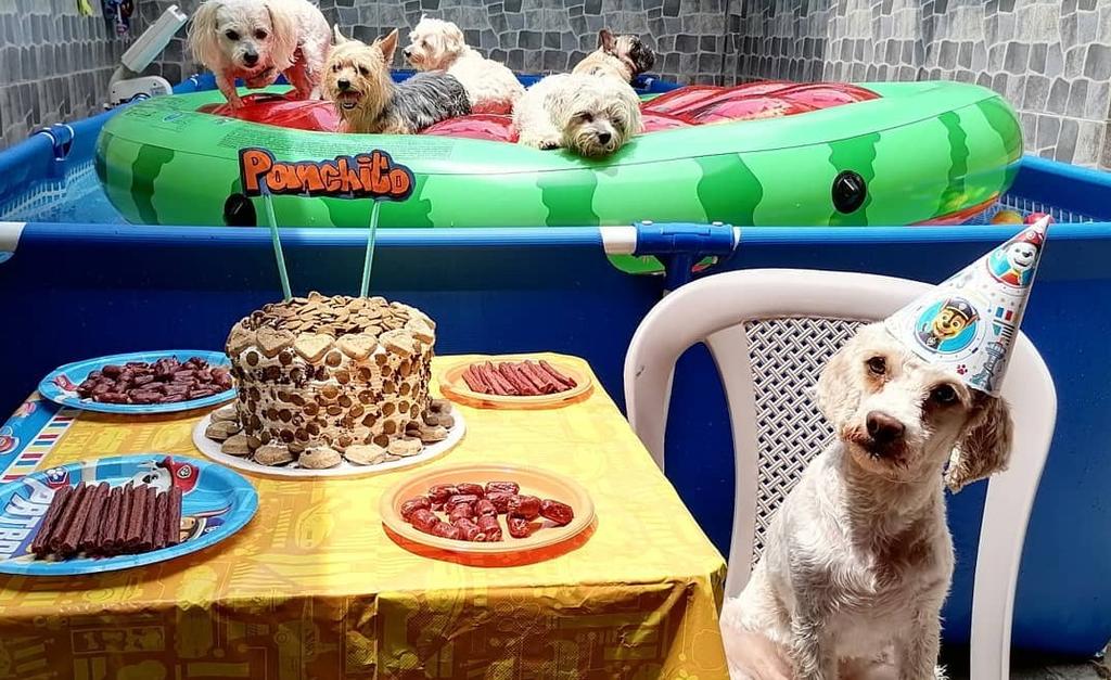 La fiesta contó con alberca y pastel para el cumpleañero y los asistentes caninos (MIGUEL MONTALVAN) 