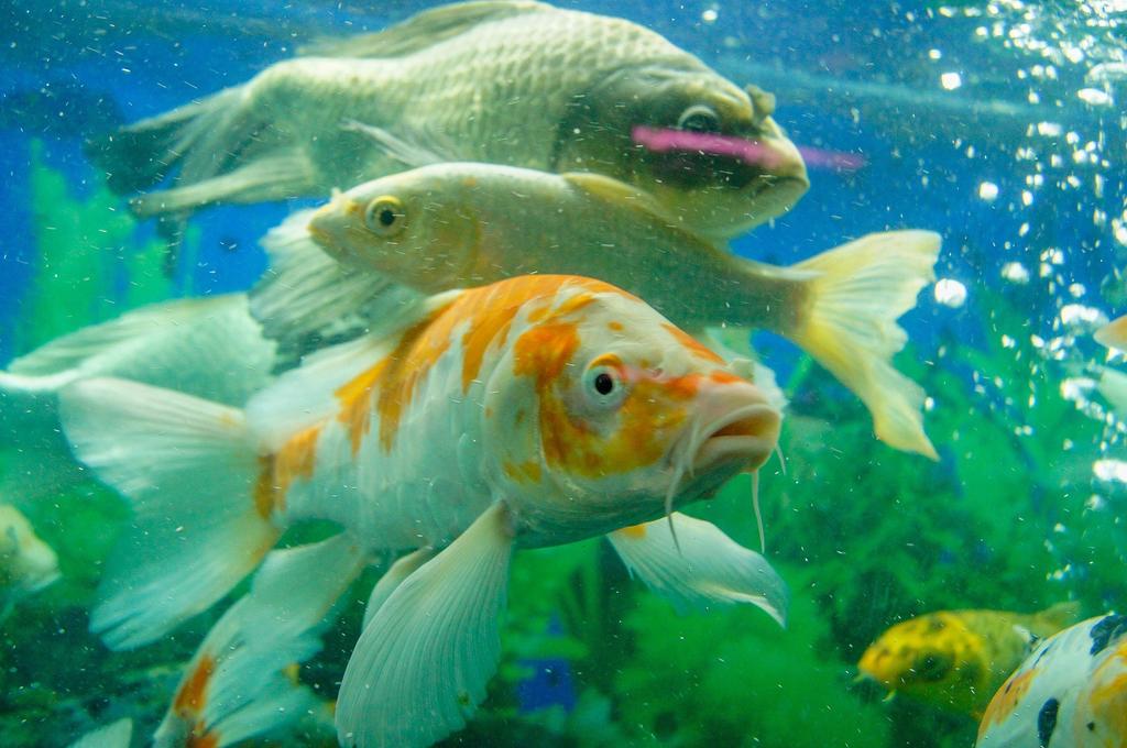 Cerca de un tercio de las especies de peces que viven en ríos y lagos de todo el mundo pueden estar en peligro de extinción, alerta un informe publicado por 16 grupos conservacionistas. (ARCHIVO) 