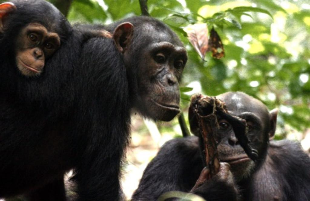 La capacidad de estar más cohesionados y ser mas cooperativos ante las amenazas que pueden representar otros grupos es un comportamiento normalmente asociado a los humanos, pero un estudio ha demostrado experimentalmente que también lo muestran los chimpancés. (ESPECIAL) 