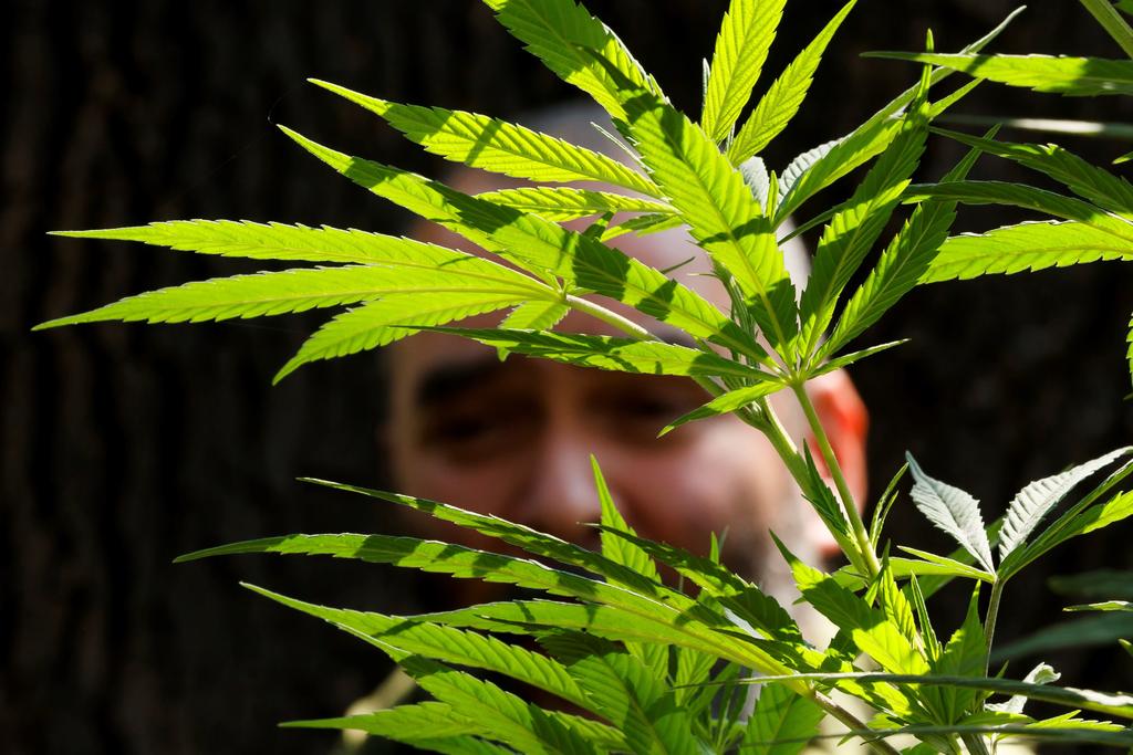 La siembra de marihuana es una de las actividades que podrá realizarse en cuanto se tenga la aprobación de la regulación a la cannabis, dijo la secretaria de Economía, Tatiana Clouthier. (ARCHIVO)