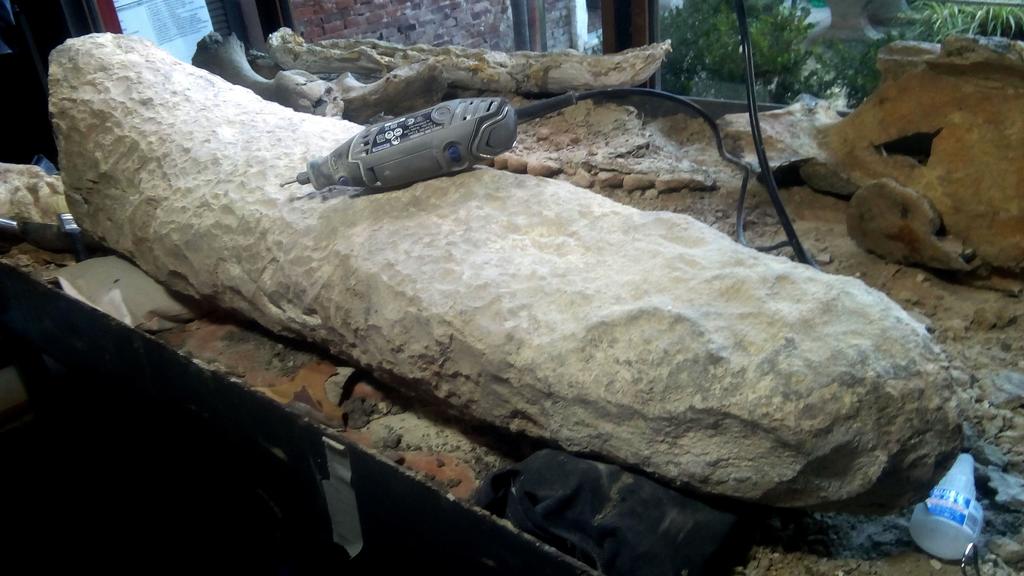 El Museo Paleontológico de San Pedro, ubicado en la provincia de Buenos Aires, cuenta con una nueva pieza de gran valor histórico, una cola fosilizada de un armadillo gigante que vivió en el final de la edad Ensenadense, hace más de 700,000 años. (ARCHIVO) 
