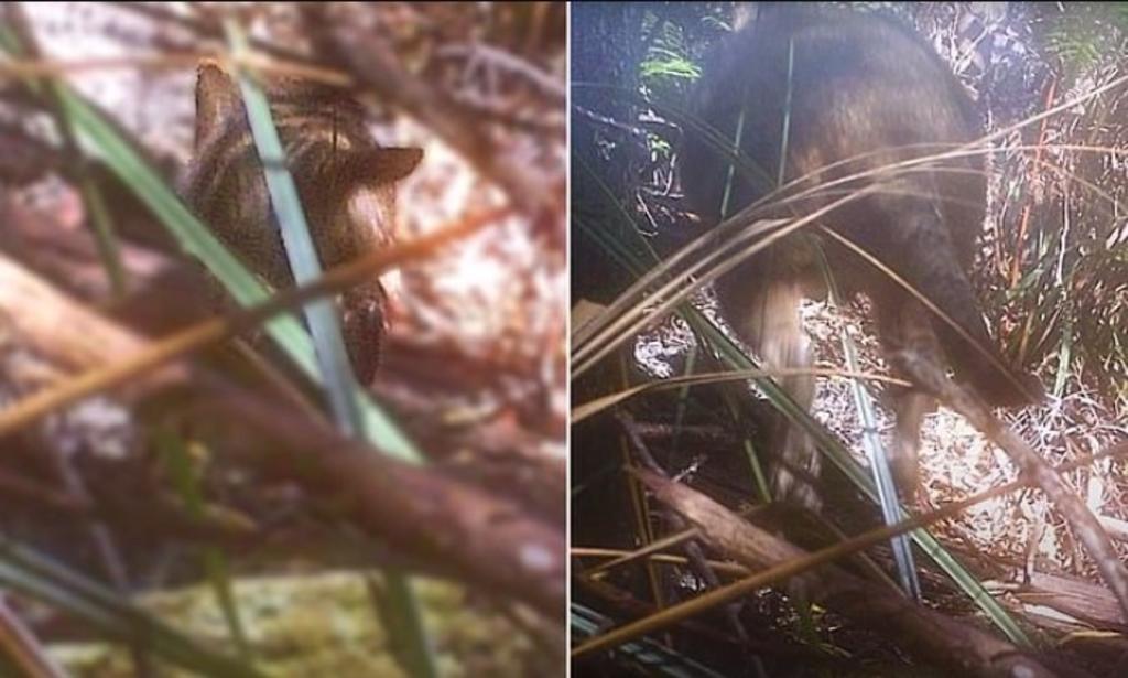 Un hombre que ha explorado la selva por años asegura que fotografió al Tigre de Tasmania, el cual fue declarado extinto en 1980. (Especial) 