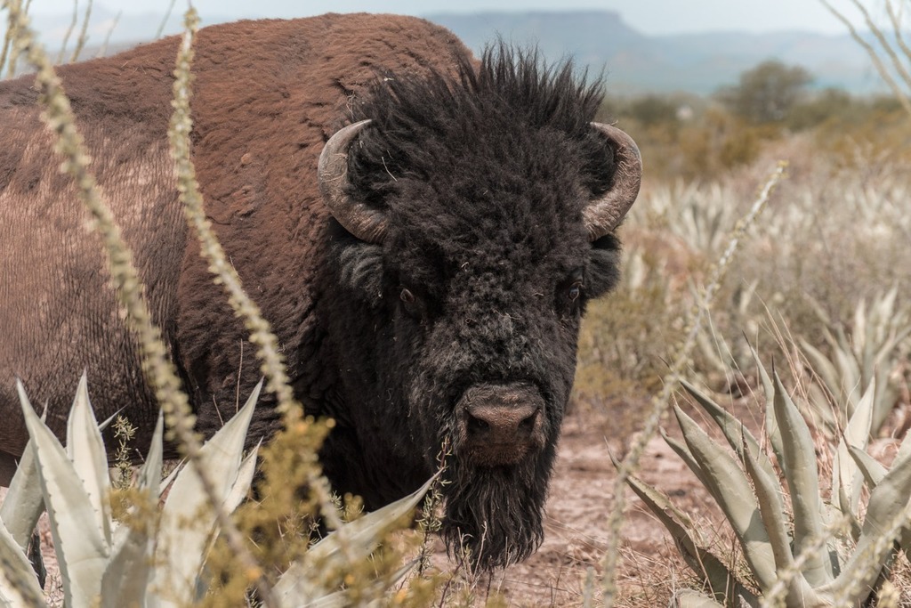 En la reserva de protección de vida silvestre se encuentran especies como bisontes americanos. (CORTESÍA)