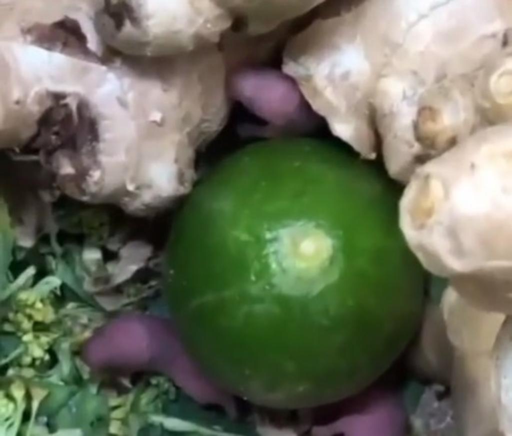 Por medio de TikTok, un usuario difundió el video en el que exhibe a un grupo de ratas bebés moviéndose entre los jengibres en la sección de verduras de un Chedraui.  (TikTok) 