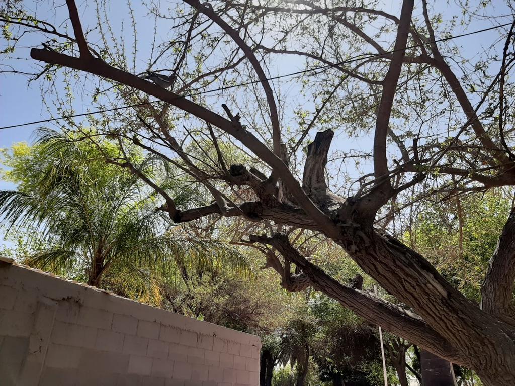 En las últimas semanas la ciudadanía ha hecho llegar varias quejas a El Siglo de Torreón denunciando que muchos de los árboles del Parque Morelos visiblemente se están secando. (DIANA GONZÁLEZ)