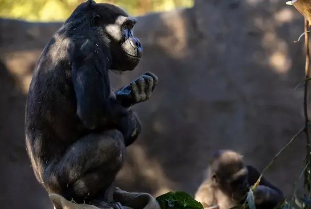 Hasta ahora, el zoológico de San Diego ha vacunado a cuatro orangutanes y cinco bonobos. (ARCHIVO) 