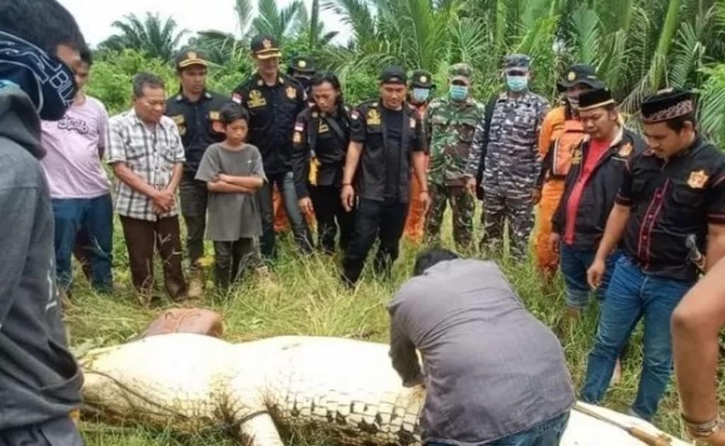 El cocodrilo fue cazado para abrir su estómago, donde encontraron los restos intactos del niño (ESPECIAL) 