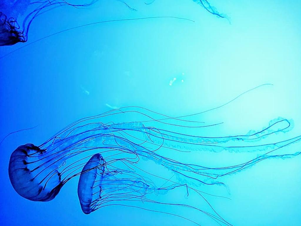 Los tentáculos de esta especie alcanzan hasta tres metros de longitud. (INTERNET)